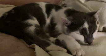 camille pet sitter à ANGERS 49000_1