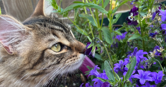 elodie pet sitter à NOYAL SUR VILAINE 35530_0