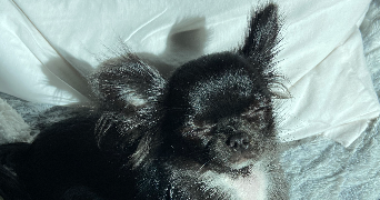 marion pet sitter à PONTRIEUX 22260_0