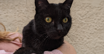 lola pet sitter à MONTBELIARD 25200_8