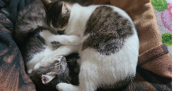 sofia pet sitter à LE BOURGET 93350_6
