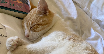 jeanne cat sitter à PARIS 05 75005_7