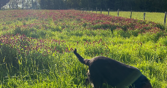 margaux pet sitter à BERGERAC 24100_2