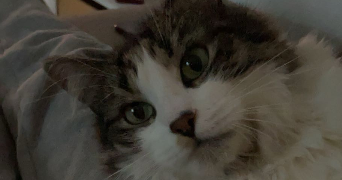 noa pet sitter à CHATOU 78400_4