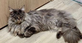 hélène pet sitter à CREMIEU 38460_0