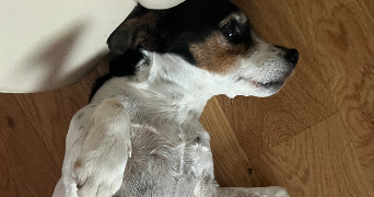 ana pet sitter à PARIS 01 75001_1