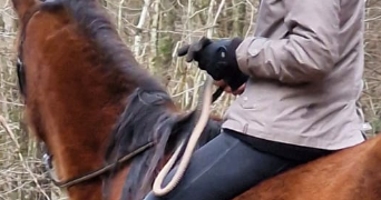 sidonie pet sitter à DURRENBACH 67360_0