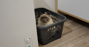 cassandra pet sitter à BAZICOURT 60700_6