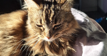 noémie pet sitter à TOURS 37100_1