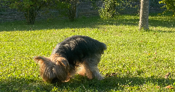 myriam pet sitter à INGLANGE 57970_4