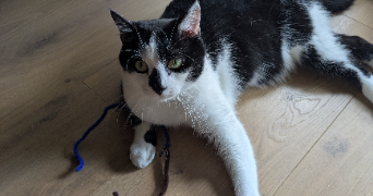 louna pet sitter à REZE 44400_5