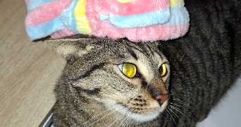 yasmine pet sitter à COLOMBES 92700_3