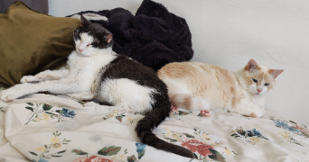 léa pet sitter à VITROLLES 13127_6