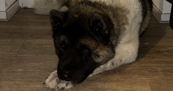 alycia pet sitter à Barentin 76360_5