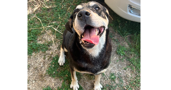 maureen pet sitter à Villenave d'Ornon 33140_7