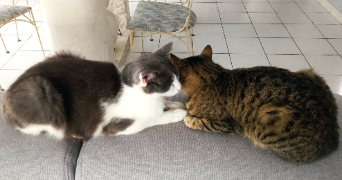 daniel pet sitter à FRASNE 25560_8