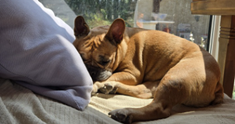adrien pet sitter à ST BARTHELEMY DE VALS 26240_1