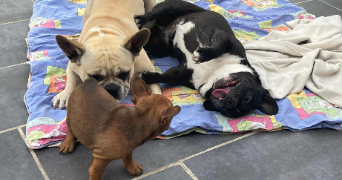 marie pet sitter à LILLE 59000_5