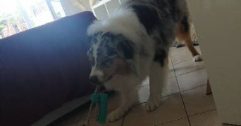 nicolas pet sitter à JOUE LES TOURS 37300_1