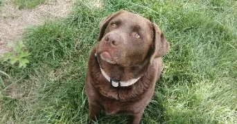 cloé  pet sitter à ST MAMMES 77670