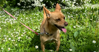 victoria pet sitter à LYON 07 69007_1