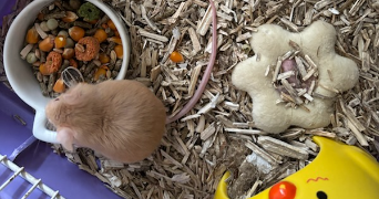 claudine pet sitter à CHAMPS SUR MARNE 77420_1