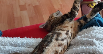 mélanie pet sitter à LOUVIERS 27400_8