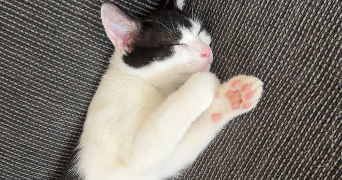lisa pet sitter à YUTZ 57970_6