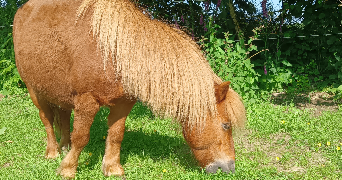 léa pet sitter à PLEINE FOUGERES 35610_3