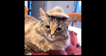 camille pet sitter à ST SATURNIN 63450_1