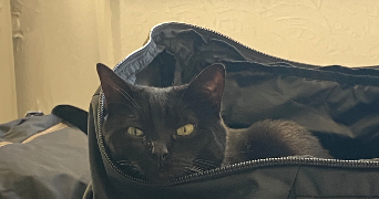 francky pet sitter à LE RAINCY 93340_4