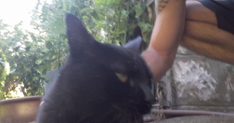 maxime pet sitter à MONTPELLIER 34000_2