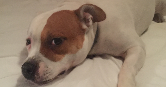 anna pet sitter à ROQUEBRUNE CAP MARTIN 06190_2