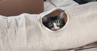 manon pet sitter à TOURCOING 59200_9