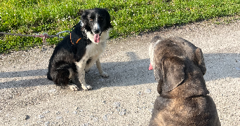 romane pet sitter à ST ANDRE DE CUBZAC 33240_3