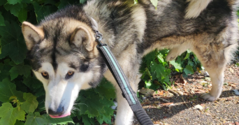 angélique  pet sitter à BOYNES 45300_6