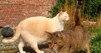 valérie pet sitter à VAUX ANDIGNY 02110_3