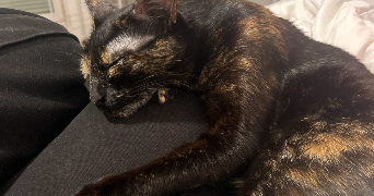 kelly pet sitter à LAIZE 71870_8