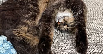 luna pet sitter à CAEN 14000