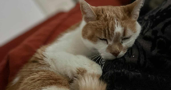 valentin pet sitter à PARIS 13 75013_1