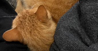 camille pet sitter à VILLENAVE D ORNON 33140_3