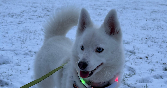 laura pet sitter à AMIENS 80080_2