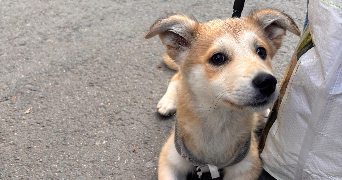 louline pet sitter à TASSIN LA DEMI LUNE 69160_2