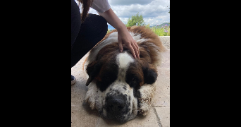 charlotte dog sitter à MURES 74540_9