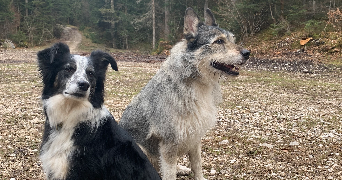 laura pet sitter à MORBIER 39400_6