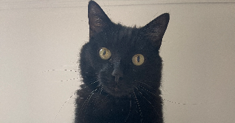 mélodie pet sitter à NUCOURT 95420_4