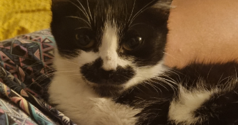 valentine pet sitter à PARIS 18 75018_2