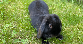 ilona pet sitter à VAL D ORNAIN 55000_3