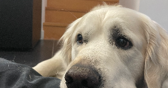 emma pet sitter à CHAMPS SUR MARNE 77420_2