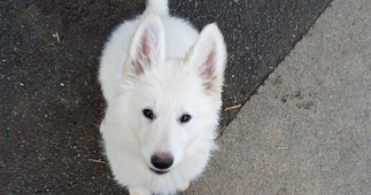 maëlly pet sitter à BEAUPREAU EN MAUGES 49600_2